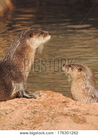 Two river otters hanging out by the river