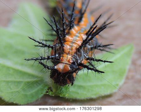 Blue and orange gulf fritillary on a leaf