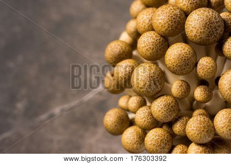 Brown Shimeji Mushrooms as Fungi Food Background