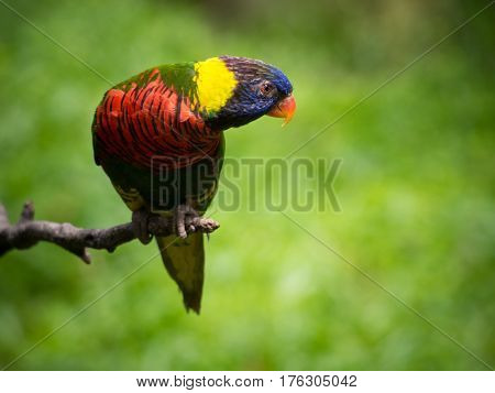 Rainbow lory (Trichoglossus moluccanus) in Kuala Lumpur, Malaysia