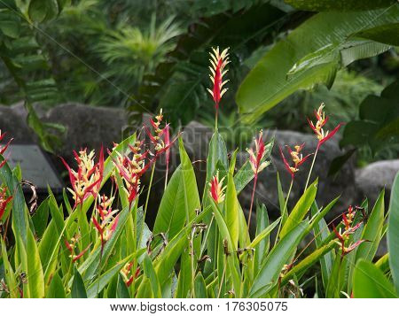Heliconias in rain in Perdana botanical garden Kuala Lumpur Malaysia