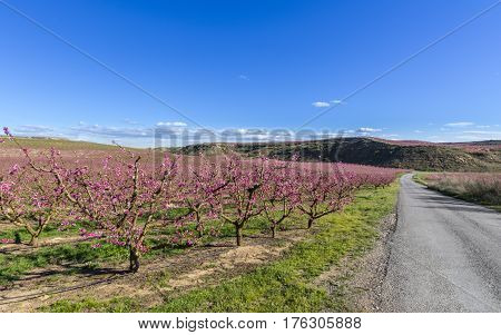 Blossoming peach tree in Aitona, a beautiful taown in CAtalonia, Spain. Flowers sprout with sweetness and show the way of the natural process that will end with the fruits in the tree. During the spring the landscape is transformed and the fields flowered
