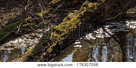 A tree covered with moss lies on the swamp the kind in the backlight is very beautiful