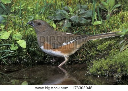 A female Eastern Towhee, Pipilo erythrophthalmus stands in a shallow pond drinking