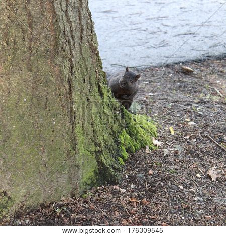 Brown squirrel peeping around tree trunk with green moss on base of tree.