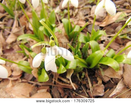 Snowdrops on the ground in early spring