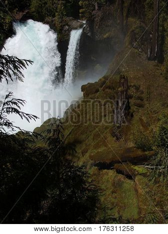Water from the McKenzie River in Western Oregon rushes over the cliffs at Sahalie Falls in large quantity from spring runoff with trees and the moss covered rocks of the forest.