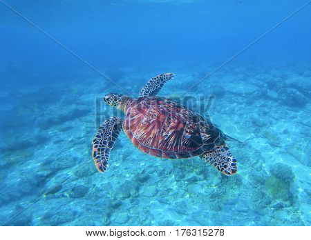 Sea turtle in water with sand sea bottom background. Underwater photography of wild oceanic animal. Tropical seashore inhabitant. Lovely green turtle swims and dives in seawater. Exotic nature photo