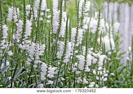 White Physostegia Virginiana, Crown Of Snow, Bushes Of Wild White Flowers.