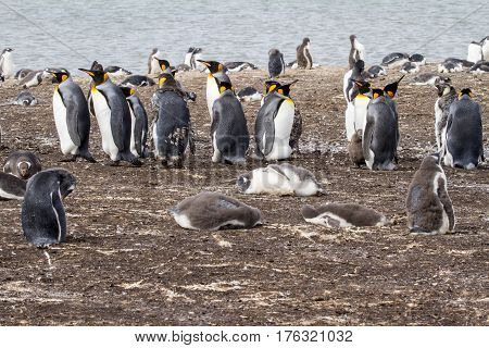 King Penguin