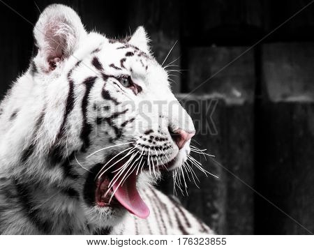 Roaring white tiger portrait. Black and white image.