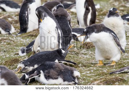 Gentoo Penguin Colony