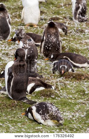 Gentoo Penguin Colony