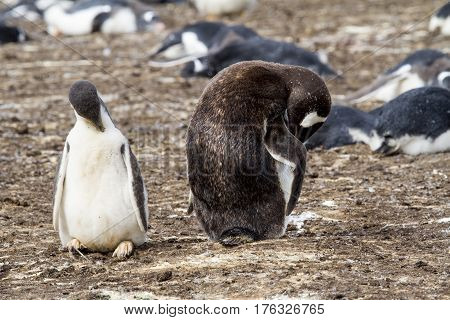 Gentoo Penguin Colony