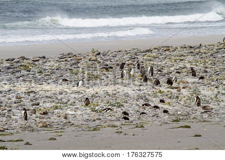 Penguins - Magellan And Gentoo