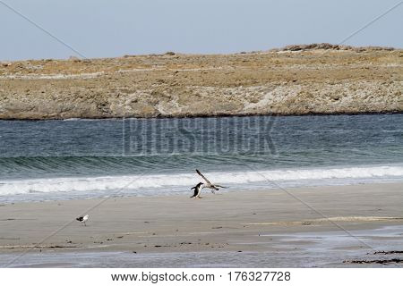 Penguins - Magellan And Gentoo