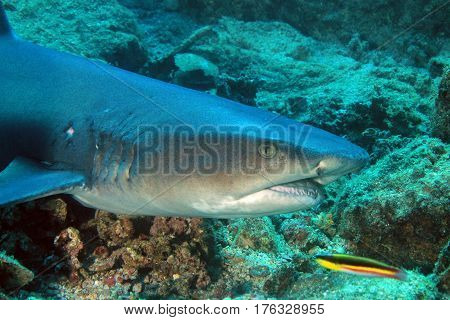 Whitetip Reef Shark (Triaenodon obesus). Coiba Panama