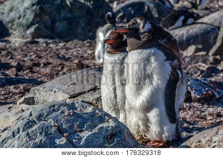 Gentoo Penguins Couple Standing On The Rocks, Cuverville Island, Antarctica