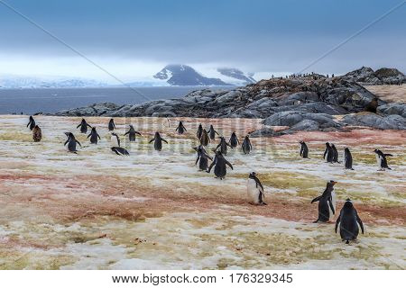 Gentoo Penguins Going Swimming, At Peterman Island, Antarctic