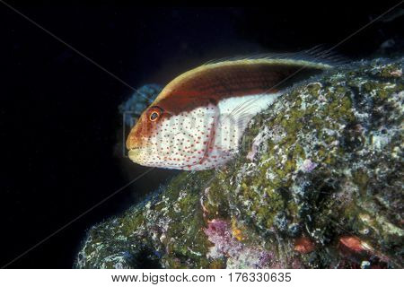 A Black-sided Hawkfish, Paracirrhites forsteri sits motionless on a coral reef at the Kwajalein Atoll in the Pacific