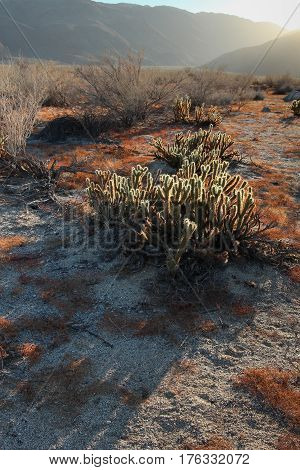 Yellow cholla cactus and red ground cover backlit in late afternoon sun, casting shadows, in Anza Borrego Desert State Park, California