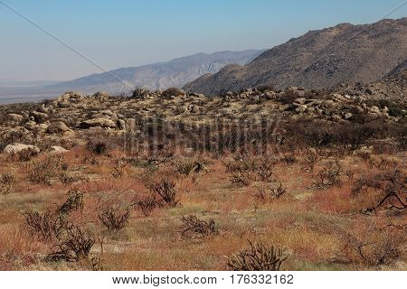 Early spring view across Culp Valley, with its colorful grasses and boulders, to distant blue mountains in the Anza Borrego Desert State Park in California.