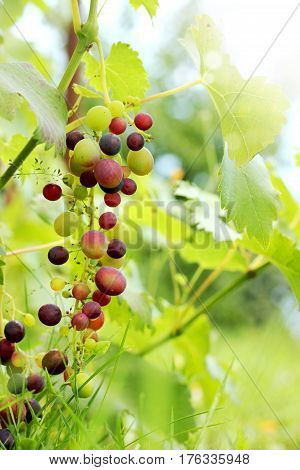 Juicy ripe grapes on a branch in a garden