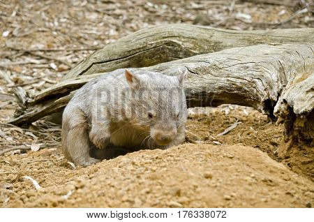 the common wombat is digging in front or his burrow