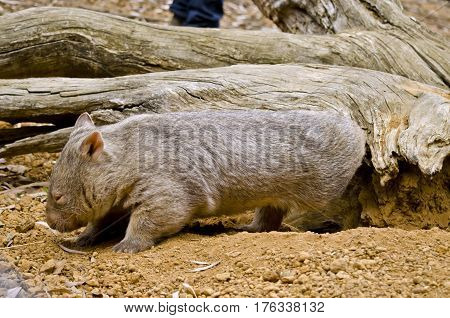 this is a close up of a common wombat