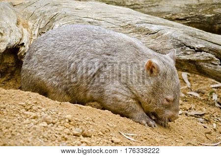 the common wombat has just emerged from his underground hole