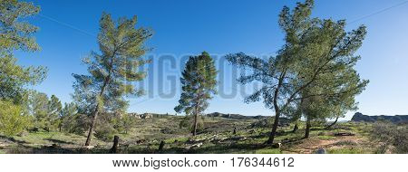 Panorama Of Wind Blown Trees