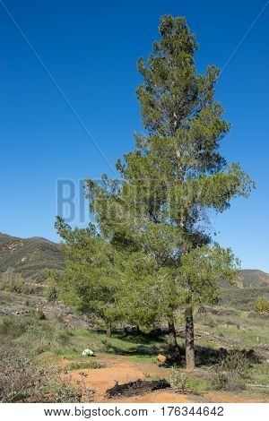 Green Pine In California Hills