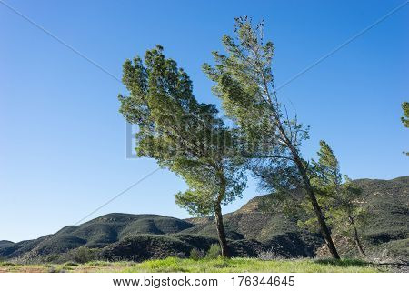 Wind Blown Pine Trees