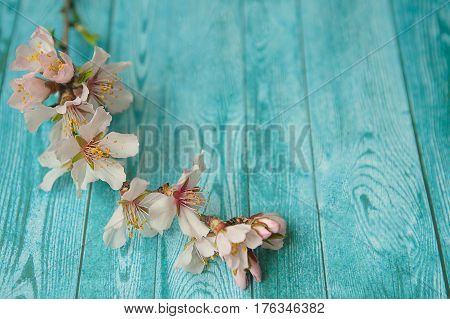 Spring flowering branch on wooden background. peach blossoms