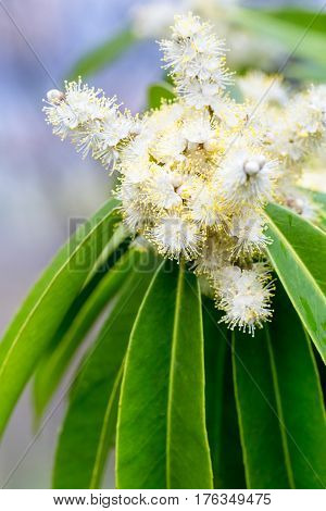 symplocos lucida flowers in full bloom on spring