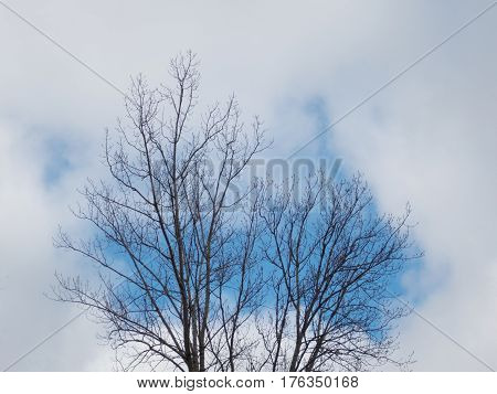 A tree bereft of leaves lifts its branches toward patched of blue in a cloud-filled winter sky.