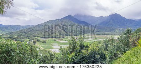 Hanalei Valley Taro fields on the Hawaiian island of Kauai. The Hanalei Valley has been an important agricultural site for as long as people have populated Kauai.
