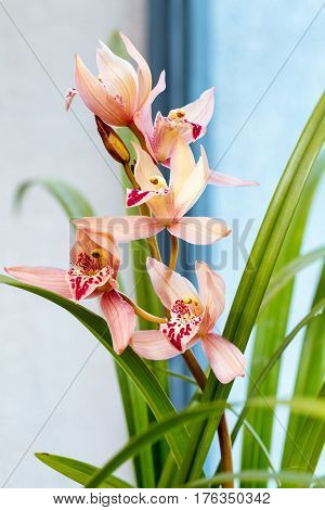 beautiful orchids bloom in the spring cymbidium faberi rolfe