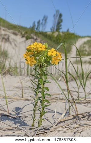 Yellow Puccoon Growing In A Freshwater Sand Dune Ecosystem - Ontario, Canada