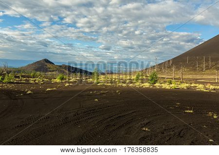 Dead wood - a consequence of a catastrophic release of ash during the eruption of the volcano in 1975 Tolbachik north breakthrough - Kamchatka