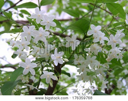 Wrightia religiosa Benth plants are famous growing in Thailand
