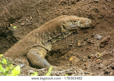 Komodo Dragon Digging A Hole On Rinca Island In Komodo National Park, Nusa Tenggara, Indonesia