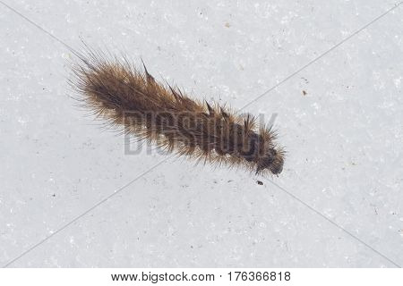 Small fuzzy brown caterpillar on old snow in late winter macro selective focus shallow DOF.