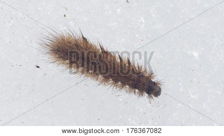 Small fuzzy brown caterpillar on old snow in late winter macro selective focus shallow DOF.