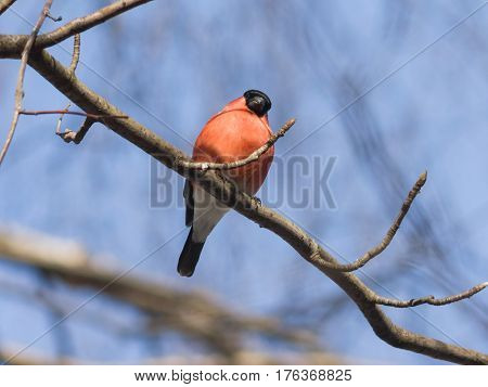 Red-colored Male of Eurasian Bullfinch Pyrrhula pyrrhula close-up portrait on branch against sky selective focus shallow DOF