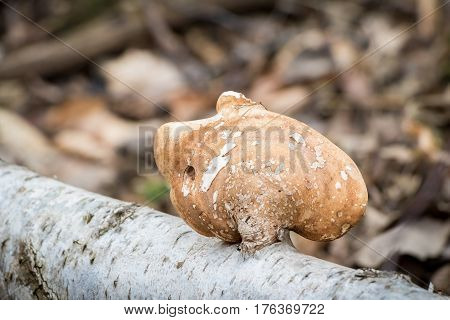 Piptoporus Betulinus - Woodsfailing, Edible, Healthful Mushroom