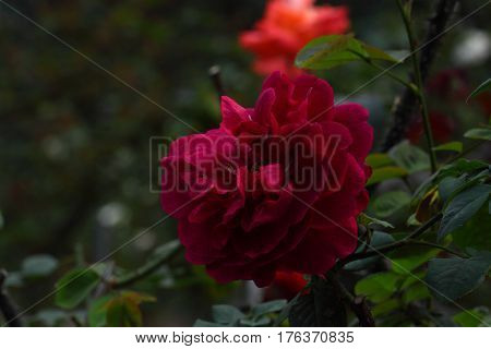 Beautiful and colorful Rose flower in the garden