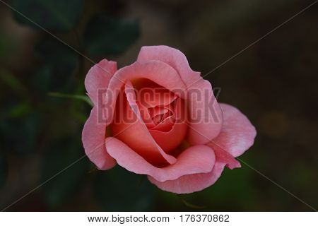Beautiful and colorful Rose flower in the garden