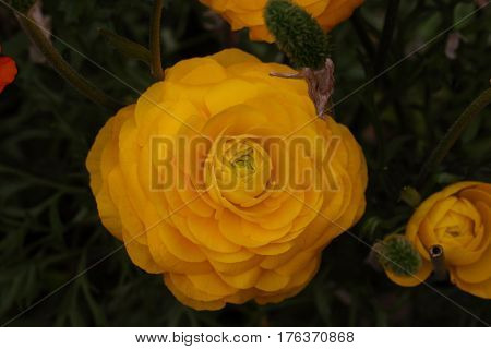 Beautiful and colorful Rose flower in the garden