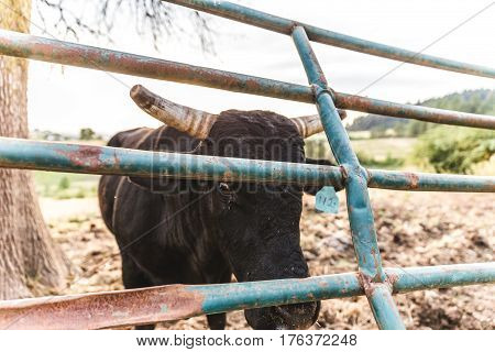 Cow Looking From Behind Bars